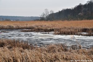 Leśna rzeka w Nadleśnictwie Dobieszyn