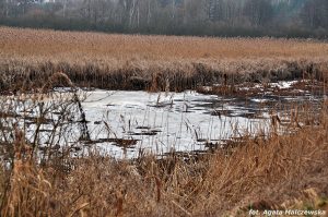 Leśna rzeka w Nadleśnictwie Dobieszyn