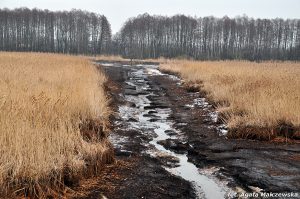 Leśna rzeka w Nadleśnictwie Dobieszyn