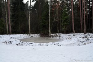 Zimowa sadzawka w Nadleśnictwie Dobieszyn