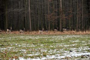 Stado saren w Nadleśnictwie Dobieszyn zimą